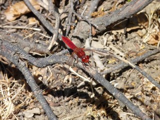 Broad Scarlet Dragonfly, Sierra de Grazalema, Spain