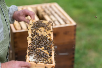 beekeeper in action