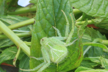une micrommate de Ligurie sur une feuille de menthe