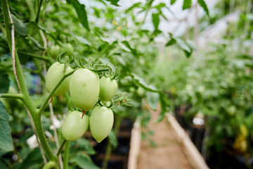 tomato in  organic garden