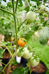tomato in  organic garden