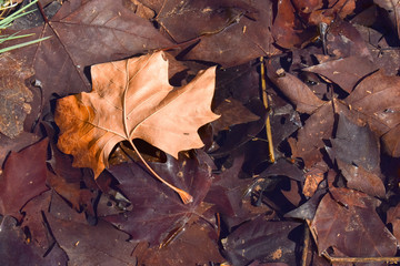 close up of a dry maple brown leaf on the ground in a scene of a fall day. The leaf is on other dark brown leaves because they are wet by the water of a puddle. Horizontal picture