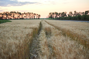 FIELD WITH RED WHEAT. ON THE FIELD TRACKS FROM WHEELS