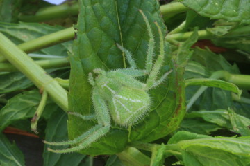 araignée verte
