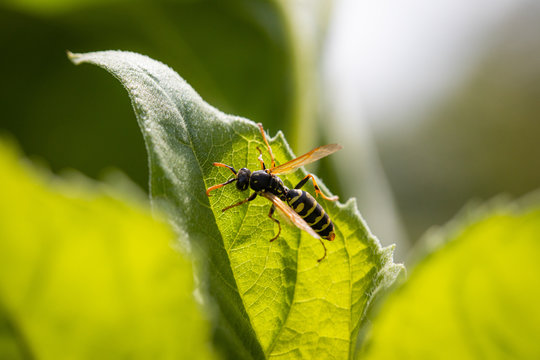 Wildfauna im Garten