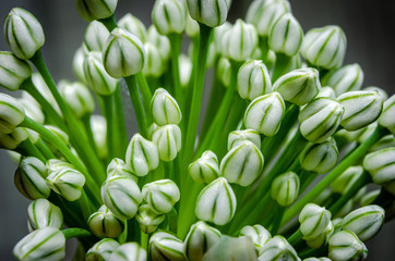 three-quarter macro view of a blooming Onion flower