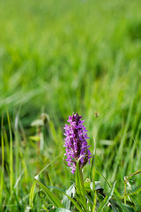 Eriskircher Ried Irisbltüen 