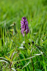 Eriskircher Ried Irisbltüen 