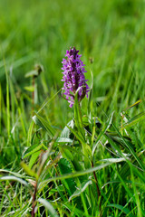 Eriskircher Ried Irisbltüen 