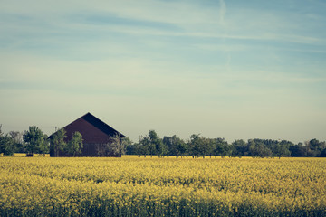 Scheune in einem Rapsfeld