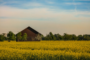 Scheune in einem Rapsfeld