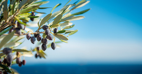 Olivenbaum am Meer Panorama