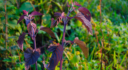 Planta de hojas púrpuras al atardecer