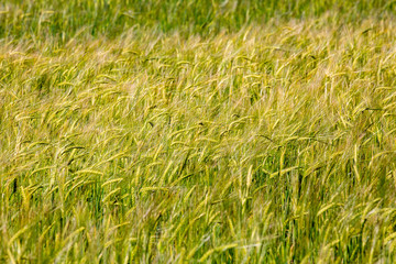 fragment of rye field with waves of wind
