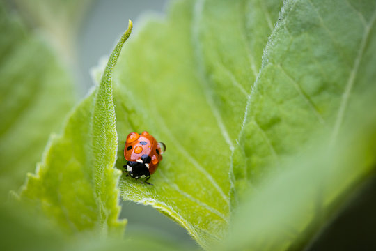 Marienk&auml;fer brauchen keinen Regenschirm