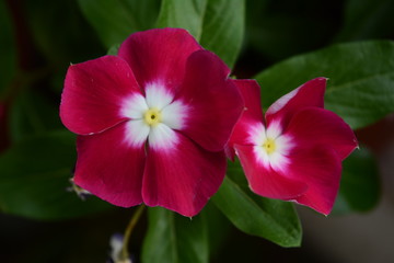 Closeup of two pink wonderful flowers called red periwinkles