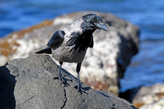 Nebelkrähe / Aaskrähe (Corvus corone / Corvus corone cornix) - Carrion crow
