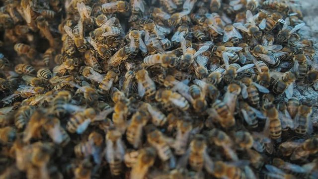 Beekeeping (apiculture), bee colonies close up video. Beautiful background with copy space, care of bees, animal background. Honey producing bees in hives, genus Apis