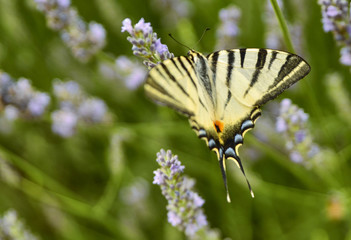 Close up shot of a butterfly