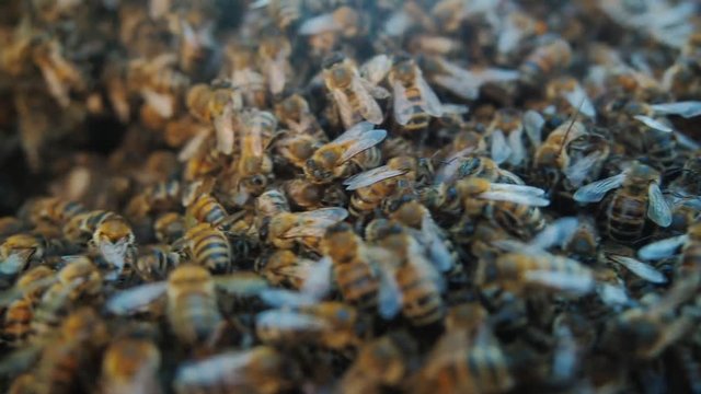 Beekeeping (apiculture), bee colonies close up video. Beautiful background with copy space, care of bees, animal background. Honey producing bees in hives, genus Apis