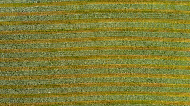 Aerial view of an agricultural field after harvest in late autumn in Naperville, IL in the United States.