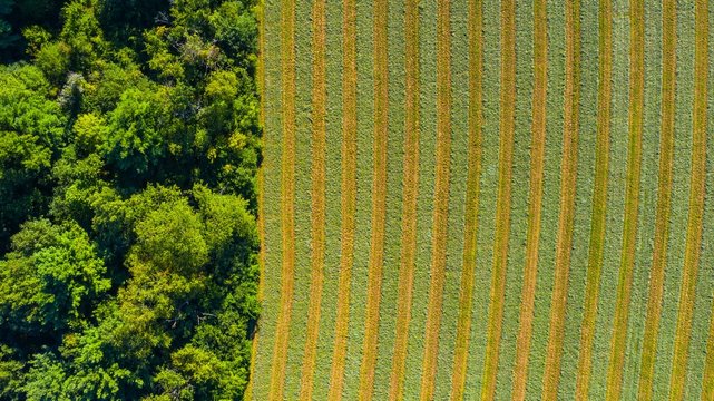 Aerial view of an agricultural field after harvest in late autumn in Naperville, IL in the United States.