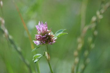  Close up of Flower in meadow. Copy space. 