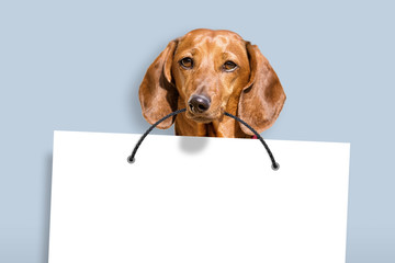 dachshund dog holding white copy space paper in mouth against blue paint wall background front...
