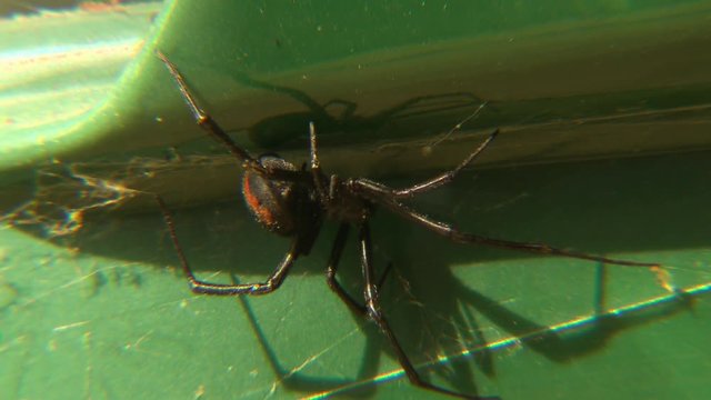 Close up of an Australian redback spider on the underside of a green chair