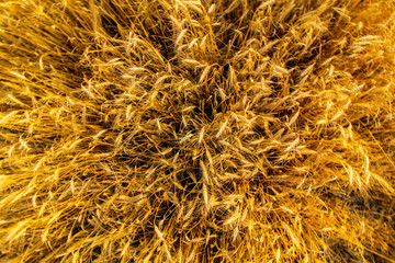 Golden wheat ears in sunset light