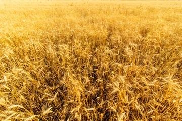 Golden wheat ears in sunset light