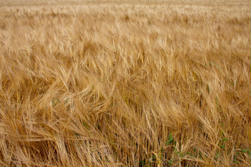 Rye field under the summer hot sun, ripe ears of rye
