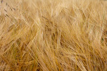 Rye field under the summer hot sun, ripe ears of rye