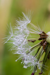 close up of dandelion
