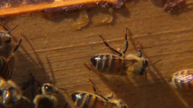 Several honeybees scurrying over a wooden board