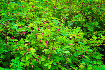 Ripe rosehip fruit close up. Dog-rose grow with equisetum. Herbal treatment. Thicket of horsetail. Wild briar bush.