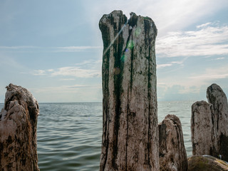 Old wooden stumps of a pier on a sunny day. Tuja, The Gulf of Riga. Baltic Sea 