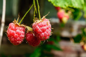 Red raspberries on a branch in the garden.