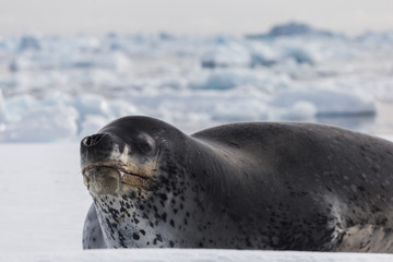 Natural predators of Antarctica region is leopard seal. Relax animal lying on the ice.