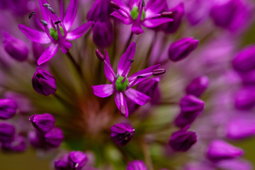 Fototapeta na wymiar pink flowers Allium in the garden