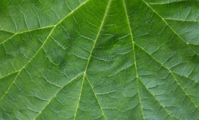 Naklejka na ściany i meble Green macro background. Fresh juicy green leaves of the plant. Long leaves.