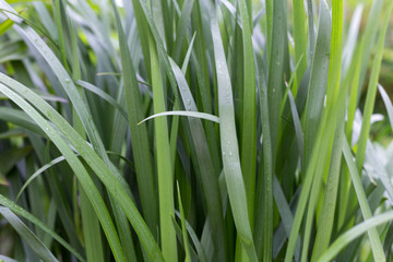 Green background. Fresh juicy green leaves of the plant. Long leaves.