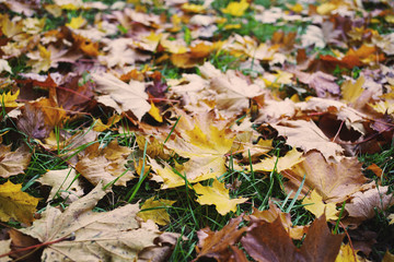 close-up of autumn dry maple leaves on green grass in park