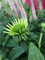 green flower close up