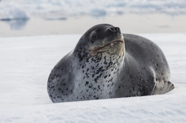 Natural predators of Antarctica region is leopard seal. Relax animal lying on the ice.