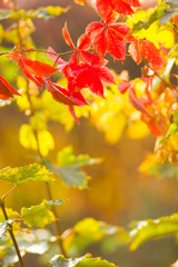 Colorful leaves of wild grapes on a blurred background. Autumn colored leaves in the sun. Background of yellow leaves. Copy space