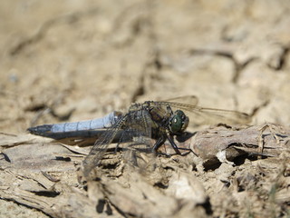 male black tailed skimmer dragonfly (Orthetrum cancellatum)