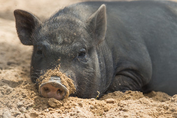 Fototapeta premium czarna świnka kopie piaskowy nos