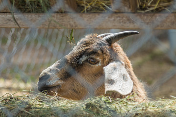 Fototapeta premium Goat eating hay behind a fence