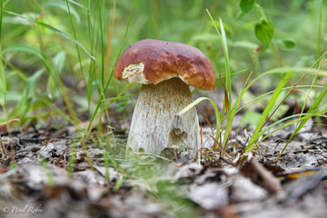 mushroom boletus